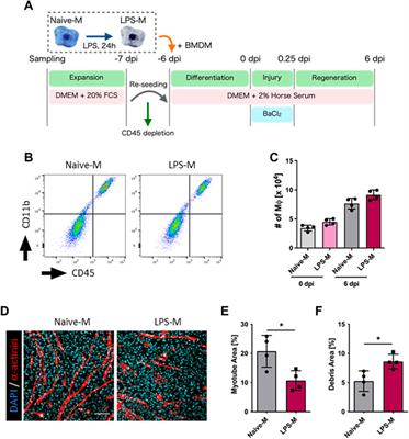 A concise in vitro model for evaluating interactions between macrophage and skeletal muscle cells during muscle regeneration